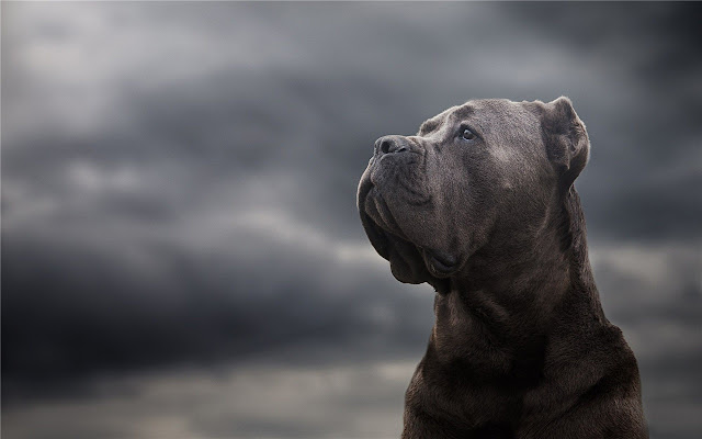 cane corso Themes & New Tab