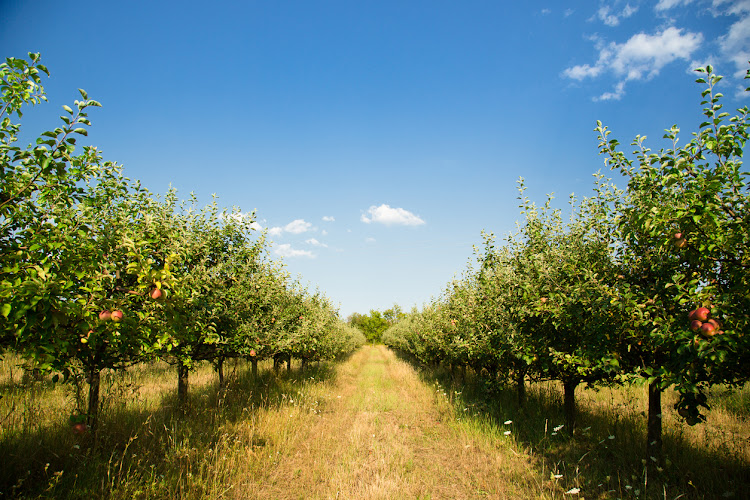 Organic Apple orchard.