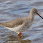 Redshank; Archibebe Común