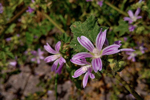 Lavatera cretica