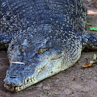 Siamese Crocodile