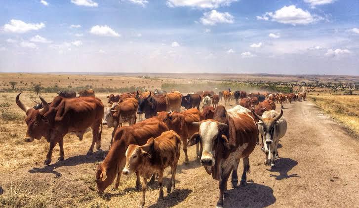 A herd of cattle in a game reserve.