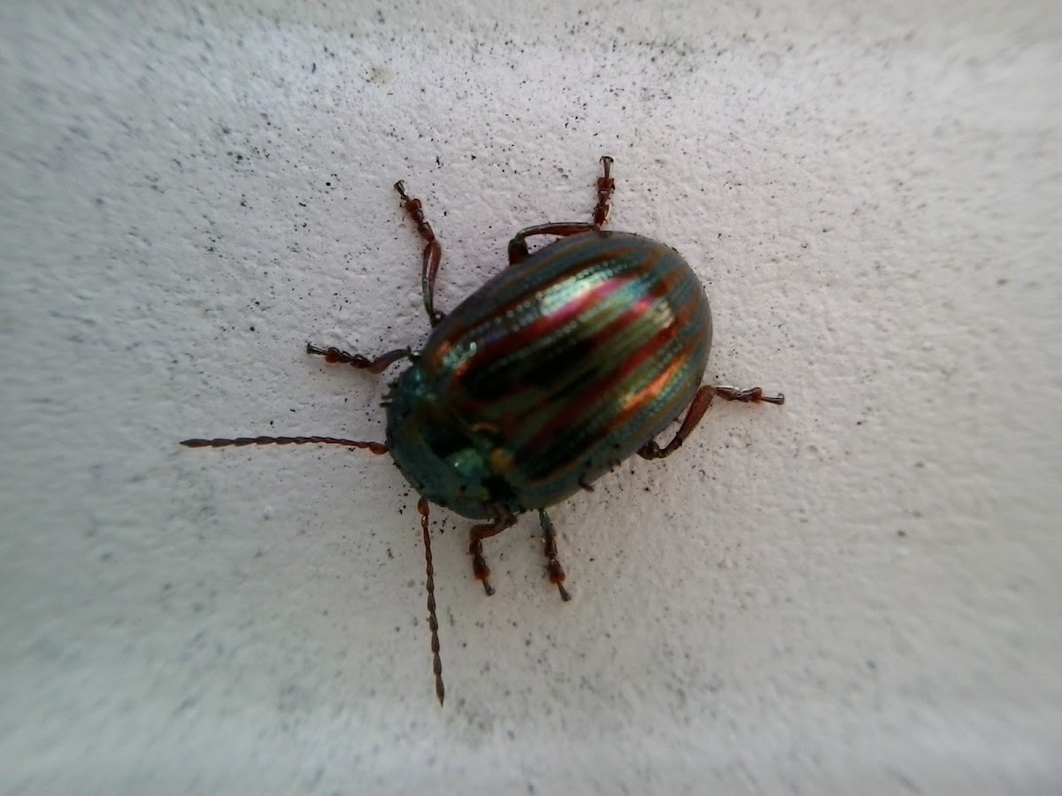 Rosemary beetle