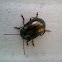 Rosemary beetle