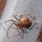 Steatoda triangulosa