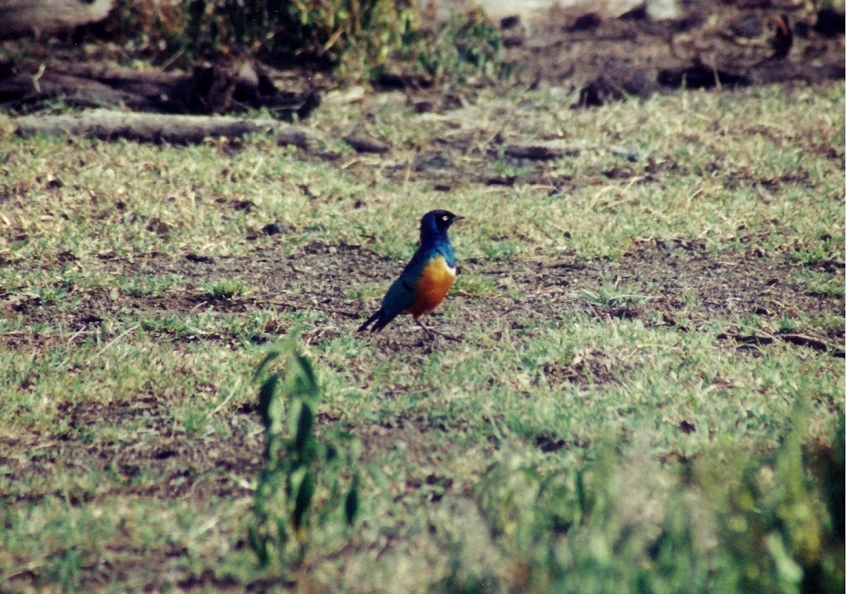 Superb Starling