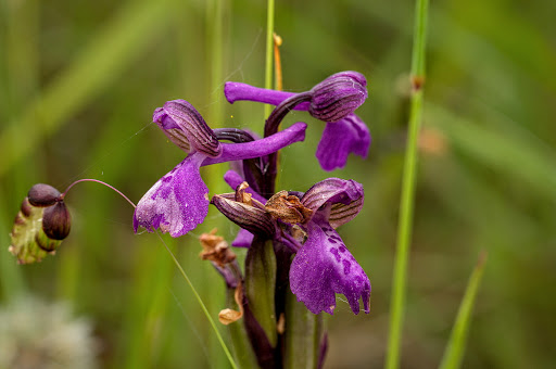 Anacamptis Orchis morio