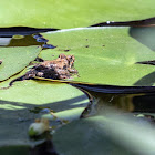 Southern Cricket Frog