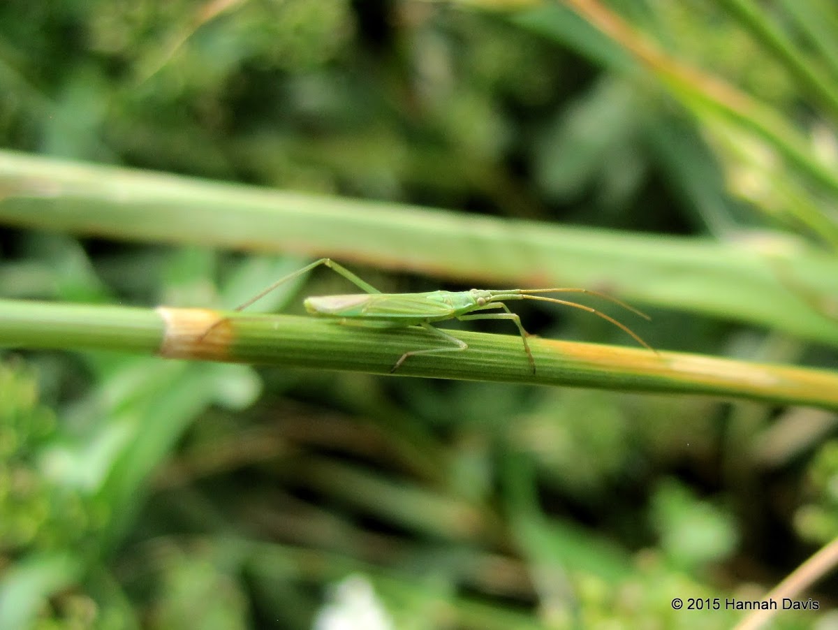 Plant bug