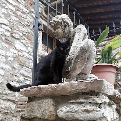 Gatto nero di IBPhotos