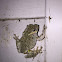 Grey Tree Frog