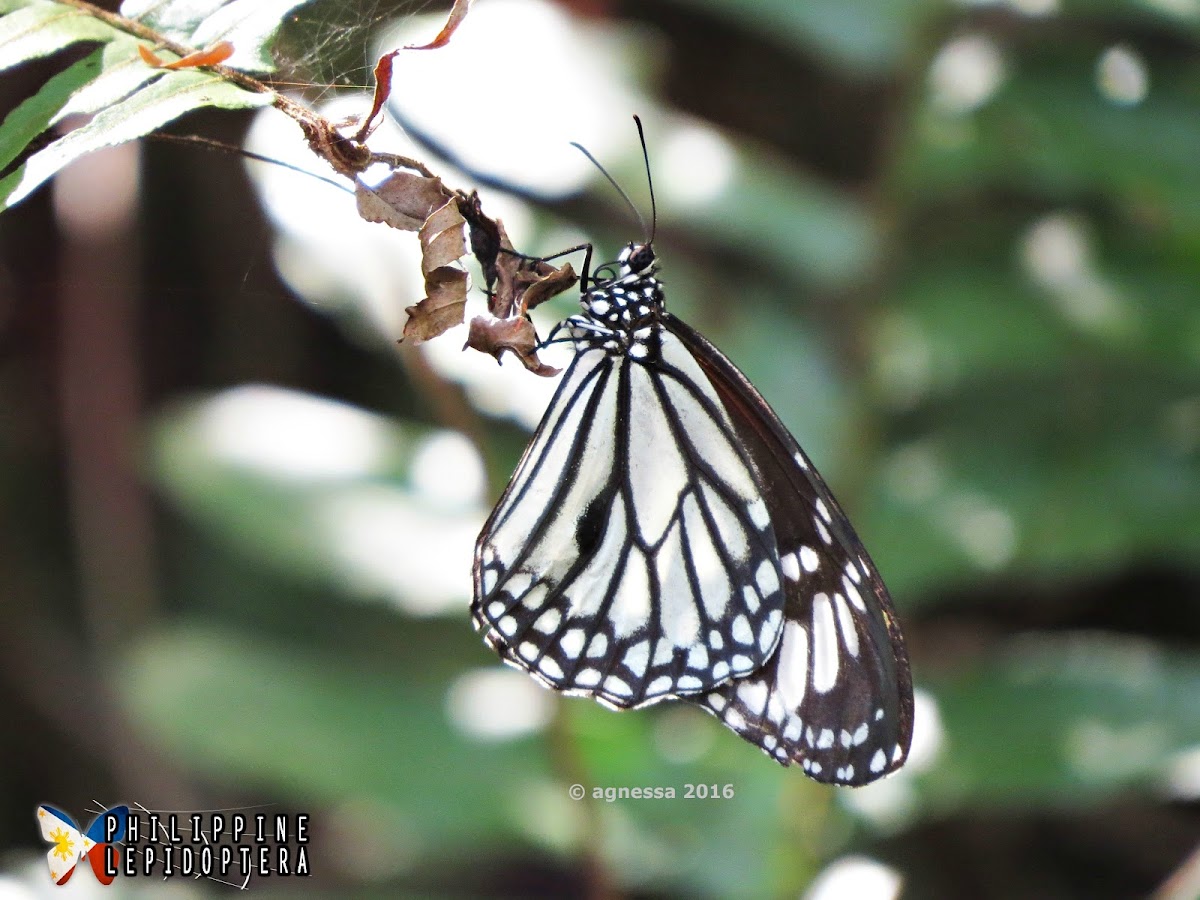 White Tiger ♂