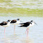 Black-necked stilt