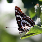 Lorquins Admiral