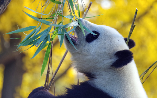 Pandas eat leaves