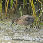 Ridgway's Rail (adult and young)