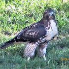 Red-tailed Hawk