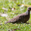 Spotted Dove