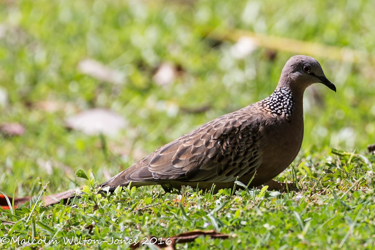 Spotted Dove