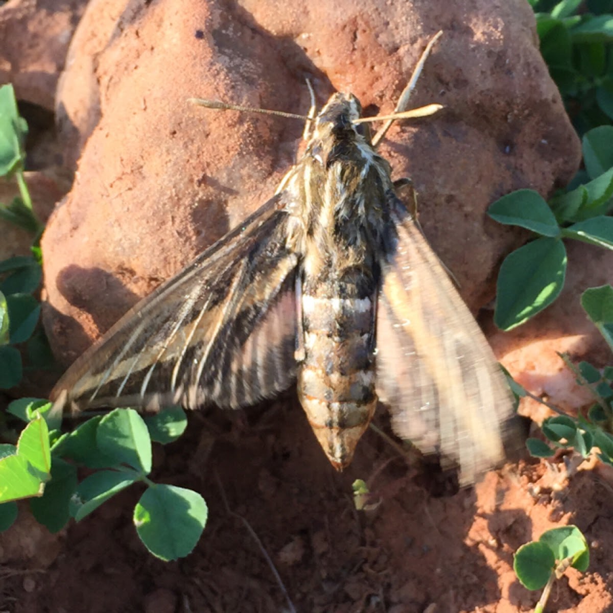 White-lined Sphinx