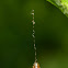 Braconid Wasp Cocoon