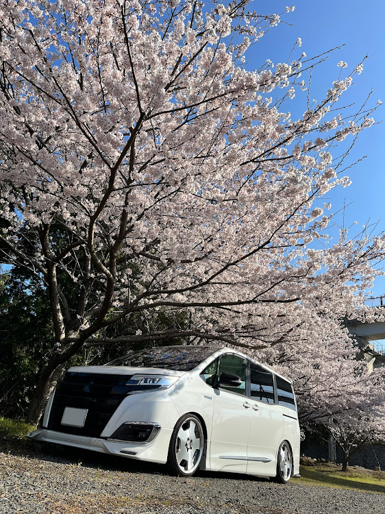 ノアの愛媛 今治・桜とコラボ🌸・糸山・しまなみ海道に関するカスタム事例の投稿画像4枚目
