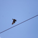 Common Buzzard,Águia-d'asa-redonda