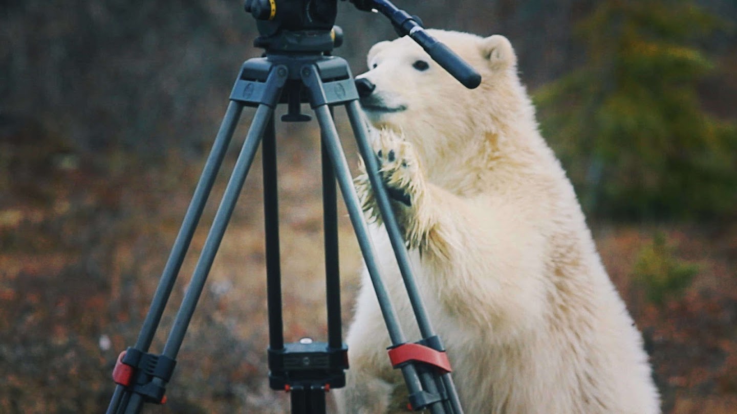 Watch Polar Bear Town live