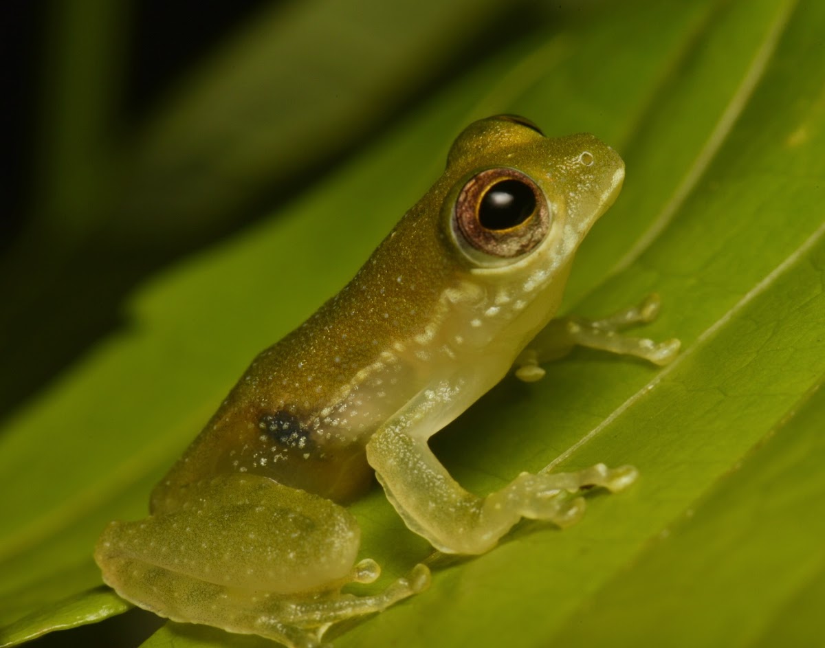 Charming Tree Frog