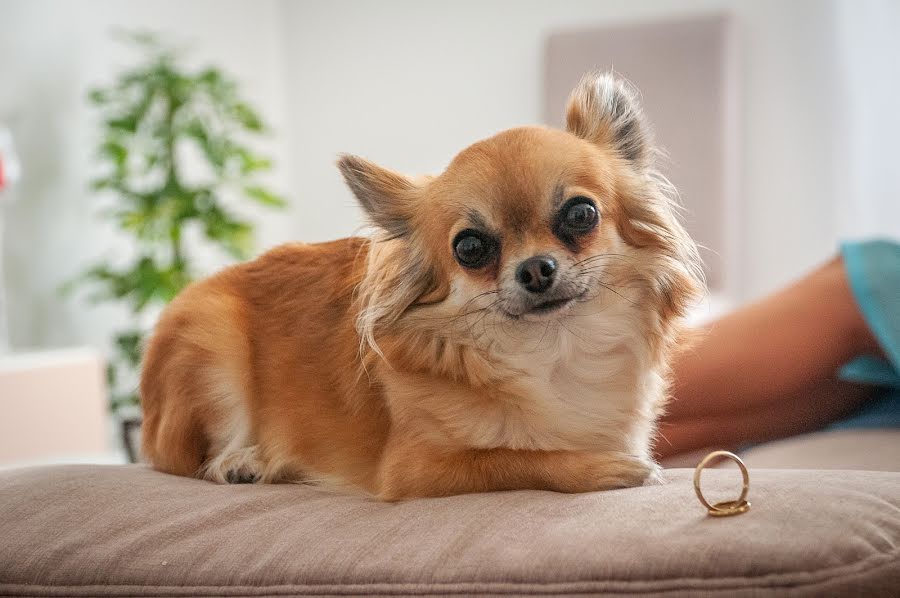 Hochzeitsfotograf Ana Maria Rodrigues (amrodriguez). Foto vom 27. August 2019