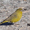 Greenish Yellow Finch