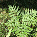 Bracken Fern