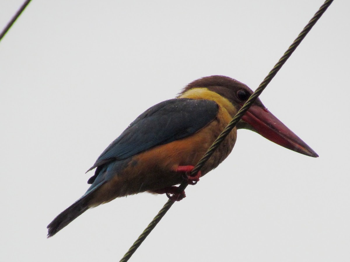 Stork billed kingfisher