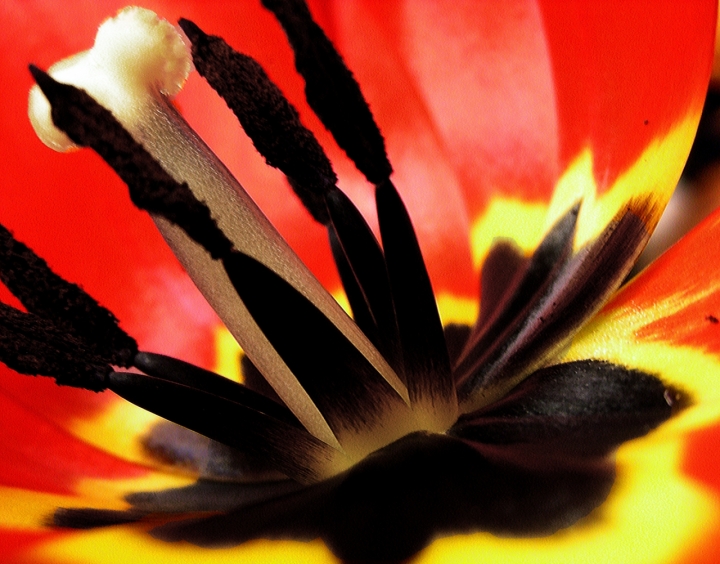 Pistillo di tulipano di gds75photo