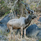 Greater Kudu