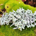 Tube Lichen