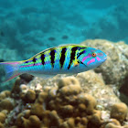 Sixbar Wrasse