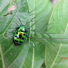 Jewel Bug