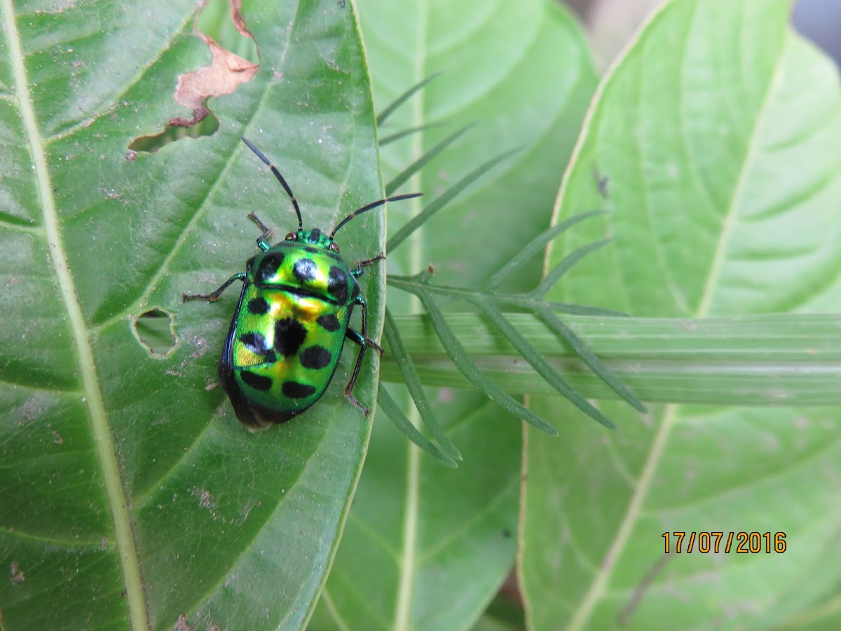 Jewel Bug