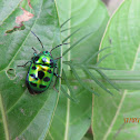 Jewel Bug