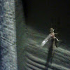 Mayfly