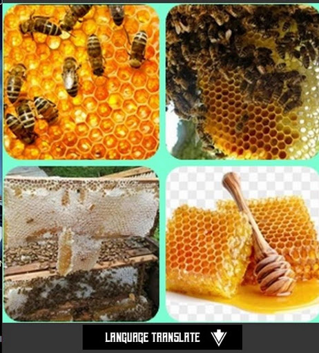 Screenshot honey bee cultivation