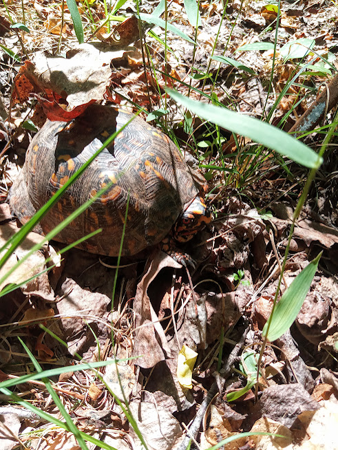 Eastern Box Turtle