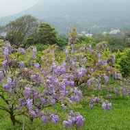 紫藤咖啡園