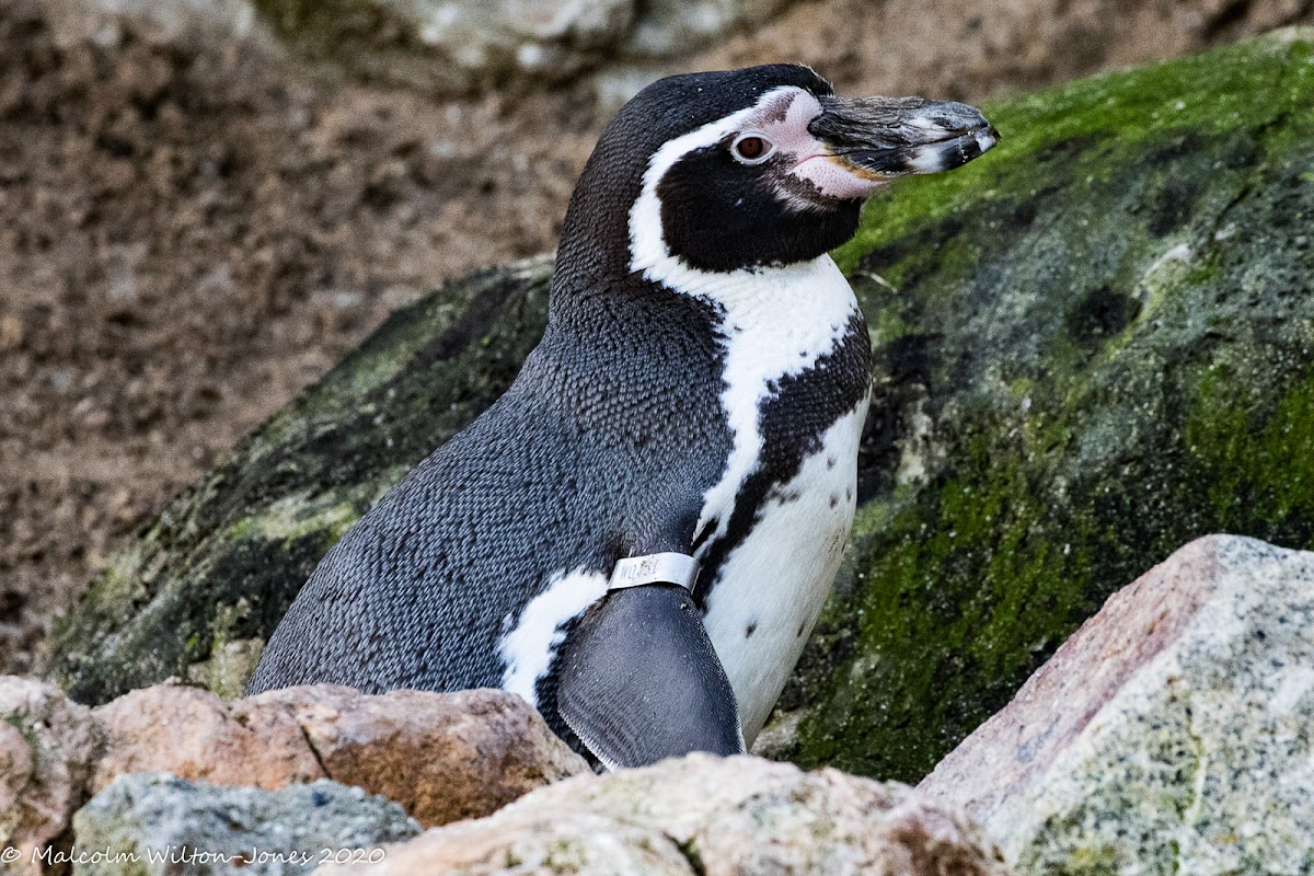 Humboldt's Penguin