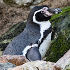 Humboldt's Penguin