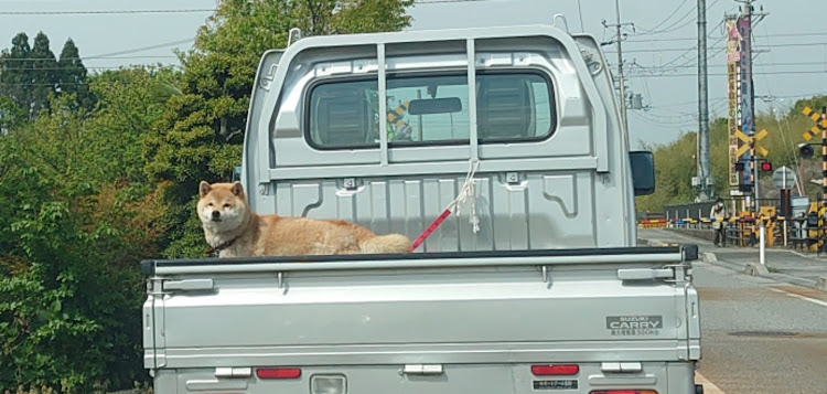 セリカのカラス！てめぇ！！・トラブル起きないと寂しい・異音消えた？のか？・雨の合間に洗車に関するカスタム事例の投稿画像2枚目