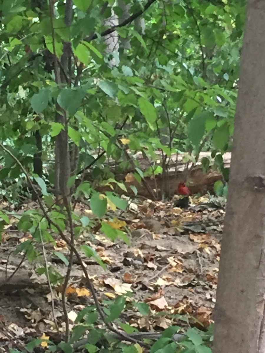 Northern Cardinal