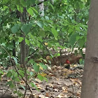 Northern Cardinal