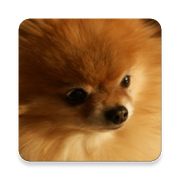 Dog Breed Game 1.0 Icon